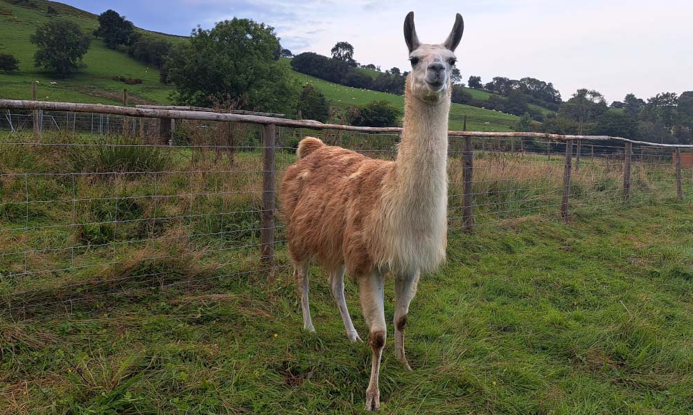 Cledan Valley Llamas Mid Wales