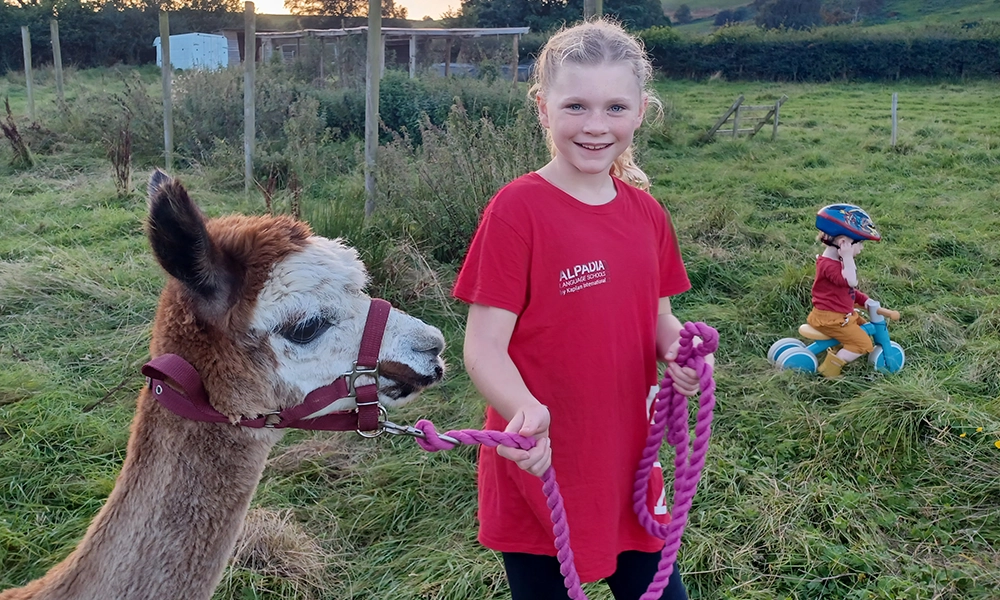 Walking Llamas and Alpacas at Cledan Valley, Powys Mid Wales