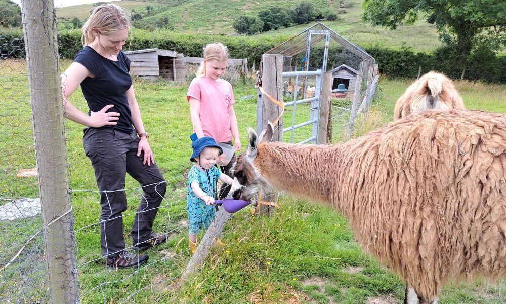 llamas and alpacas experiences at Cledan Valley Powys Mid Wales